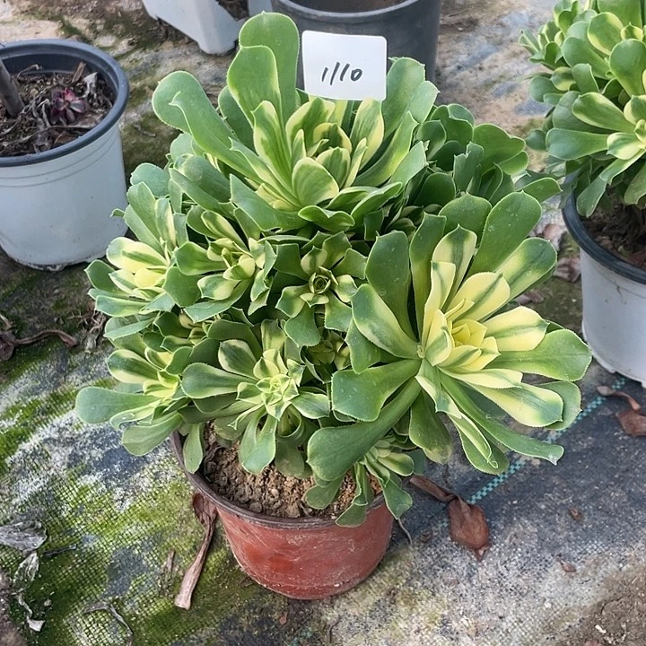 法师植物辛尼亚1110