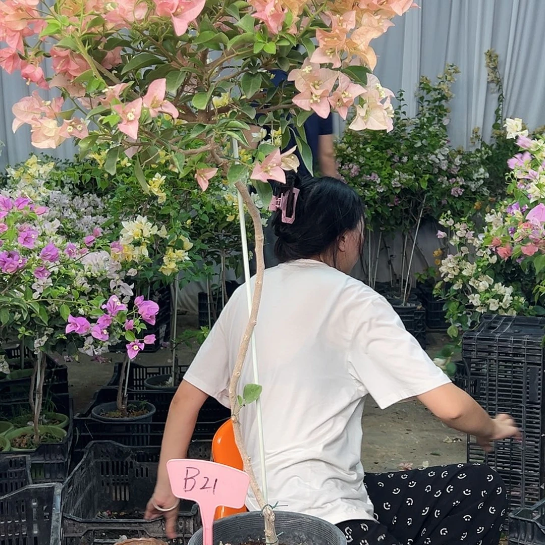 萧***萧大部分花苞少量开放B21卡