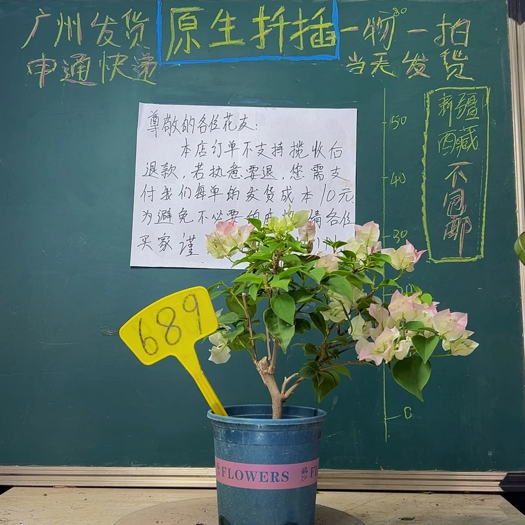 当前无花栽培后可以开花绿樱689