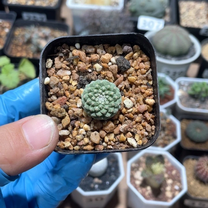 189实生菊水仙人球