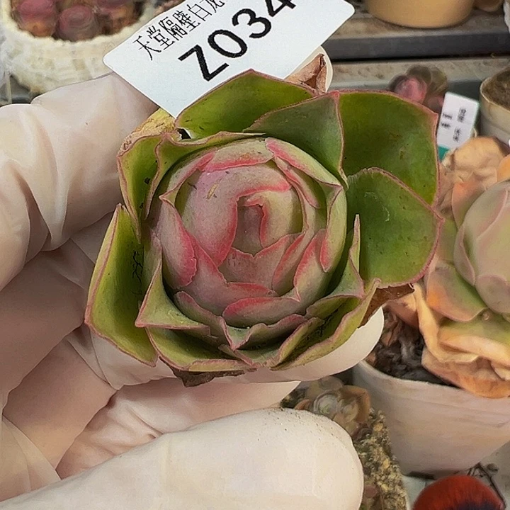 无花朵朱034。 ys绝色。 不知名。