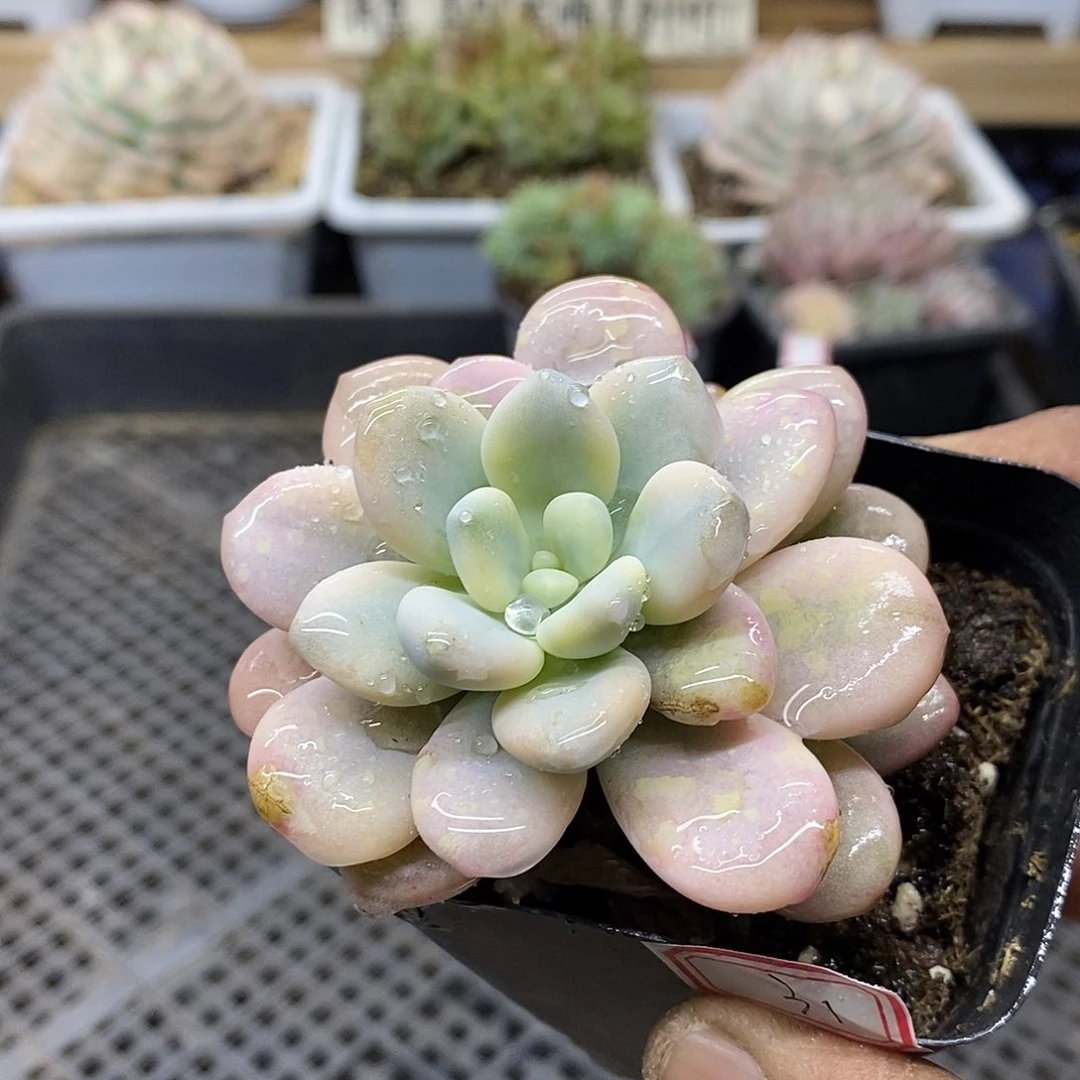 0131 洛神覆轮锦 需延时发货