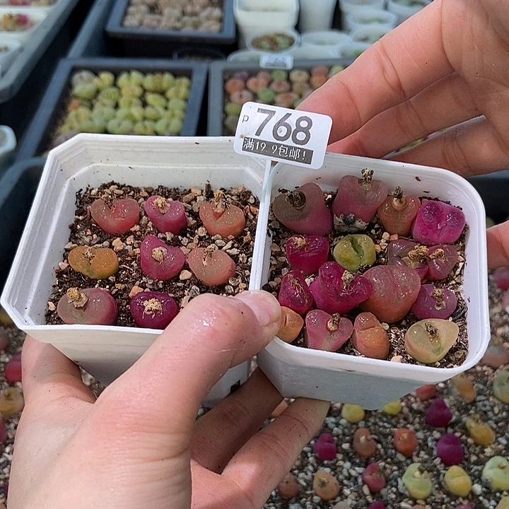 大舅生石花肉锥多肉768