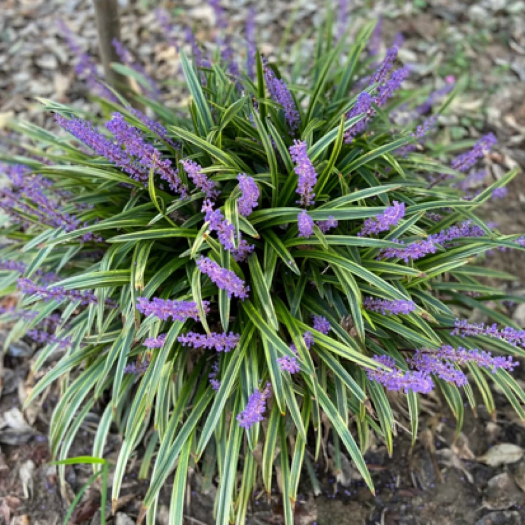 金边麦冬多年生耐寒耐热