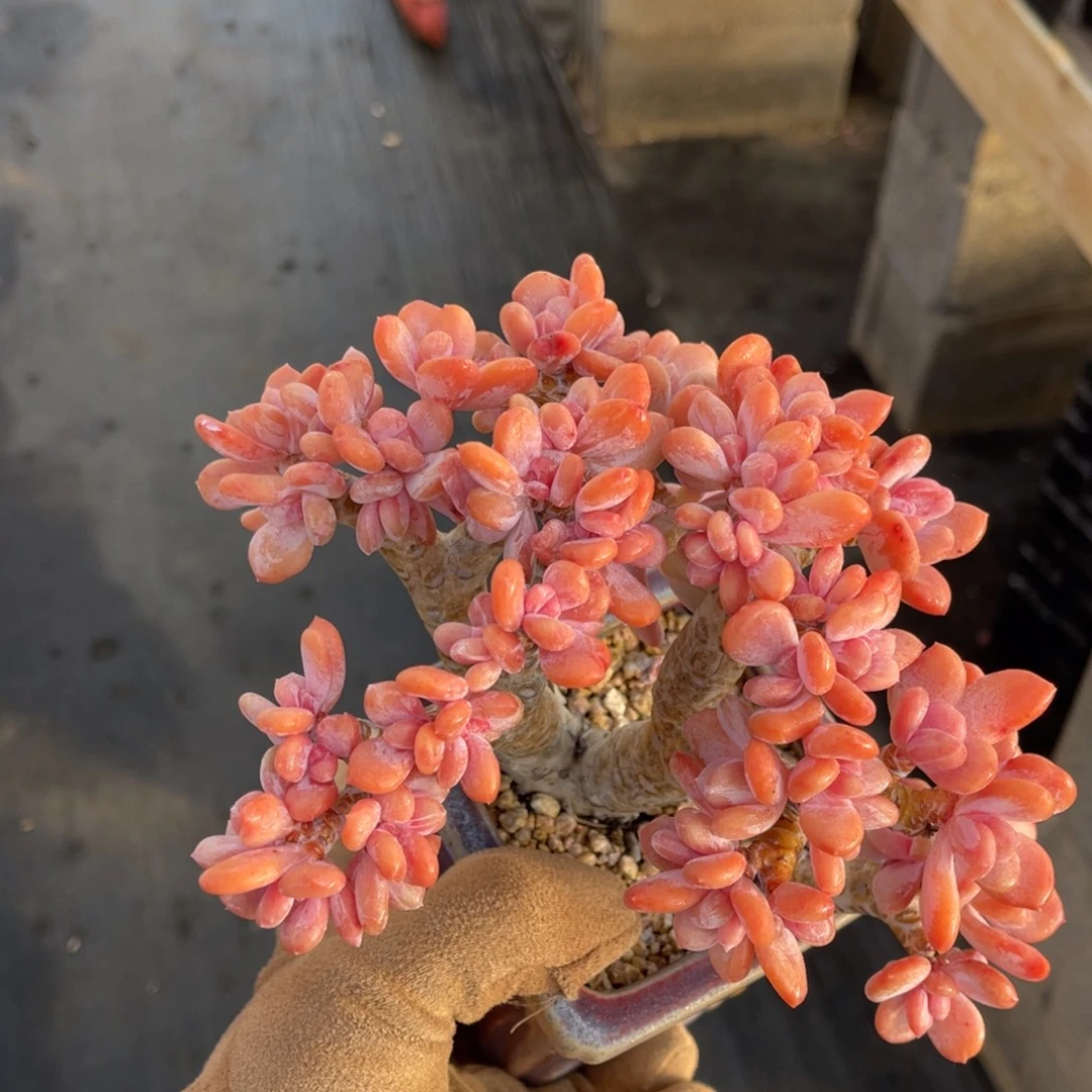 正版韩货灰姑娘辛德瑞拉