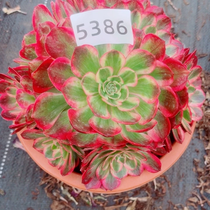 新品赤子心特价多肉发货