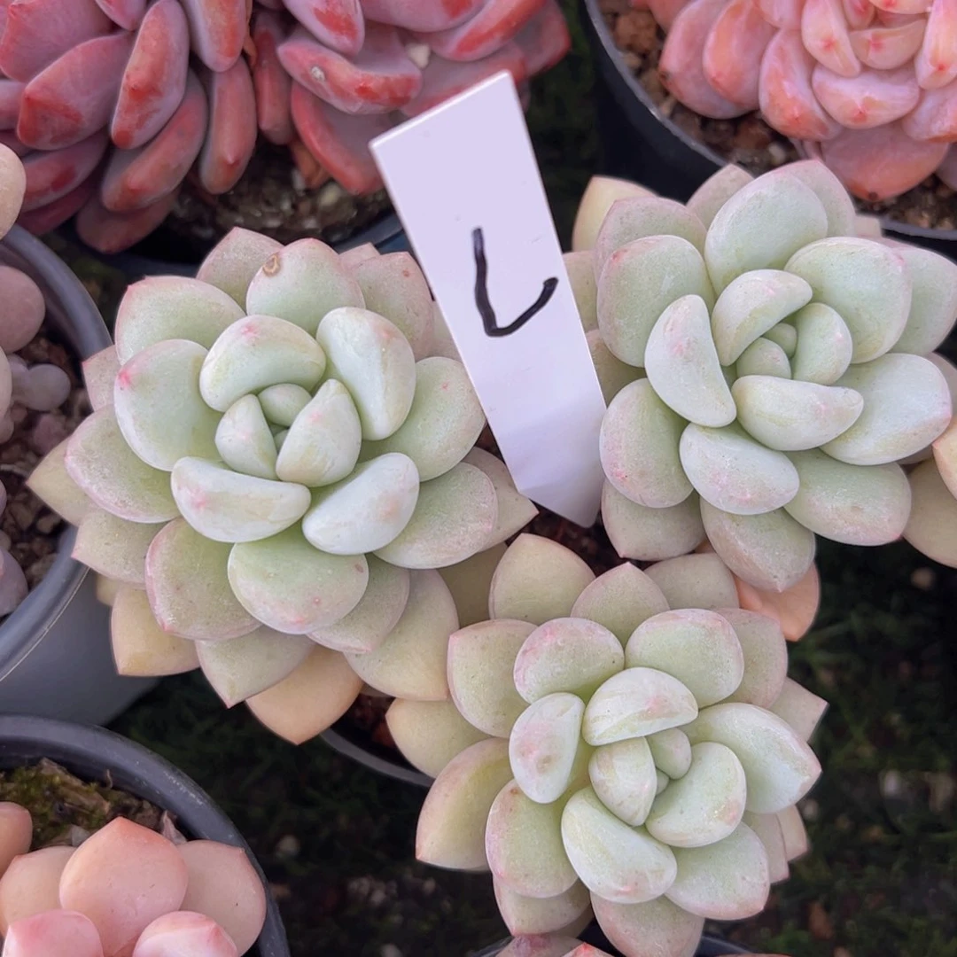 香玉的故事是一个人的故事