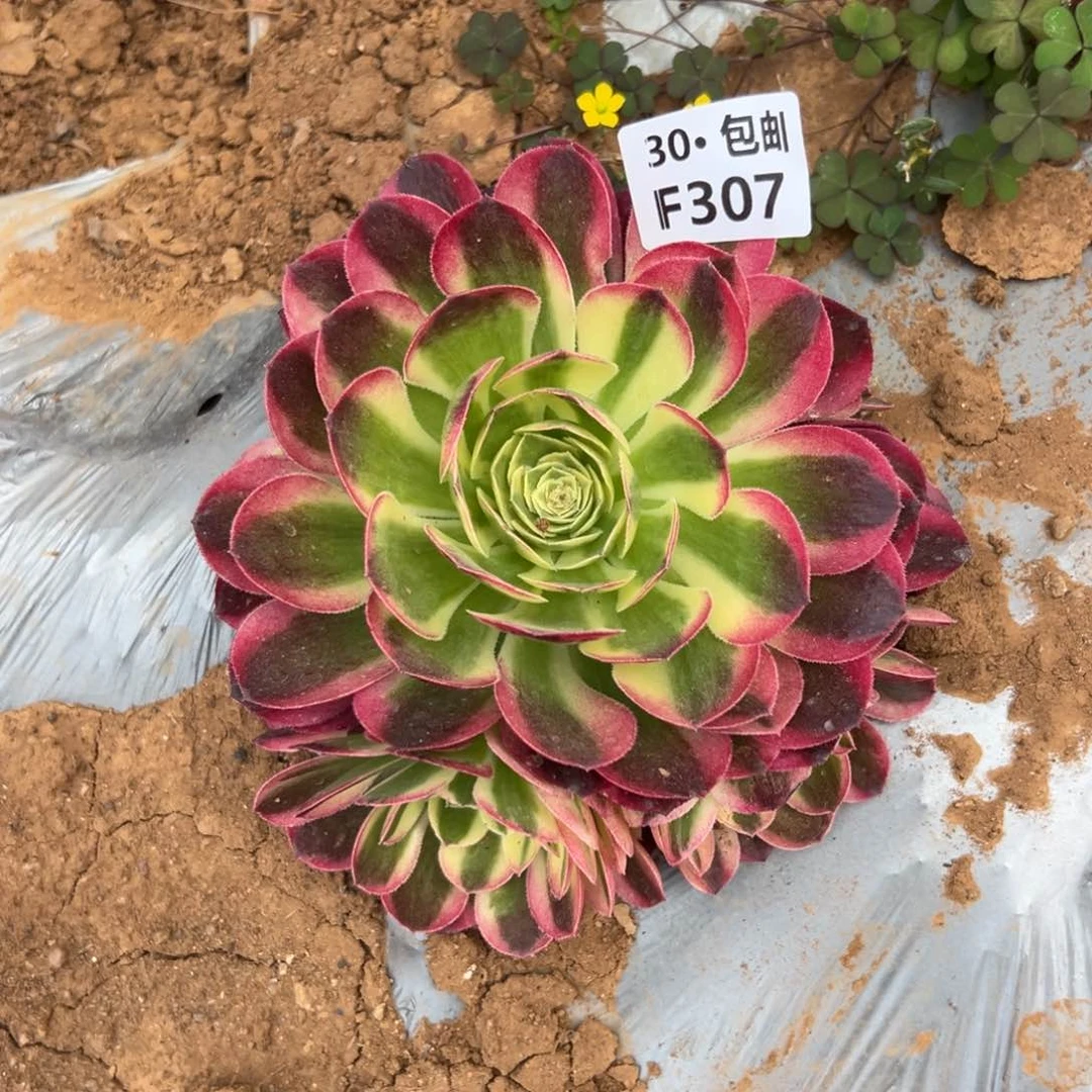 307玉姿满20包邮