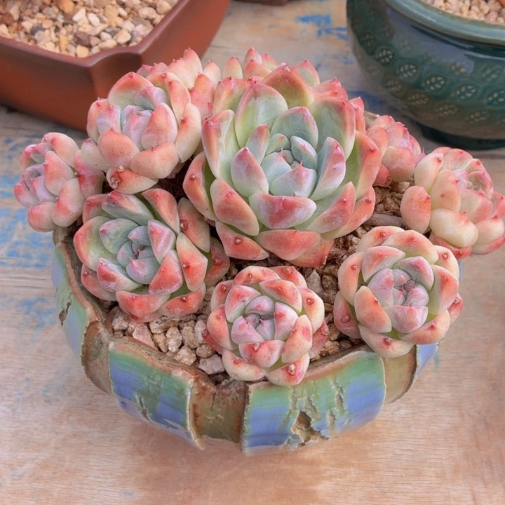 B***尔多肉乐园专拍如梦令