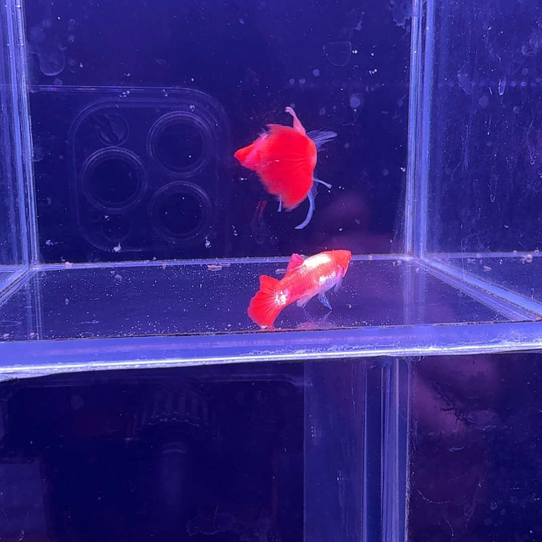 孔雀鱼鸿运当头缎带1对