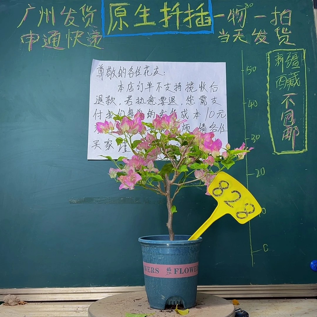 当前无花栽培后可以开花口红828