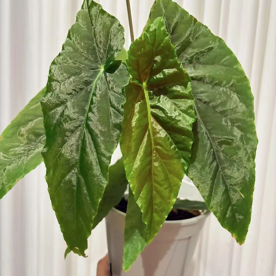 叶损不包鳟鱼进口秋海棠ins风网红绿植盆栽阳台客厅观赏植株