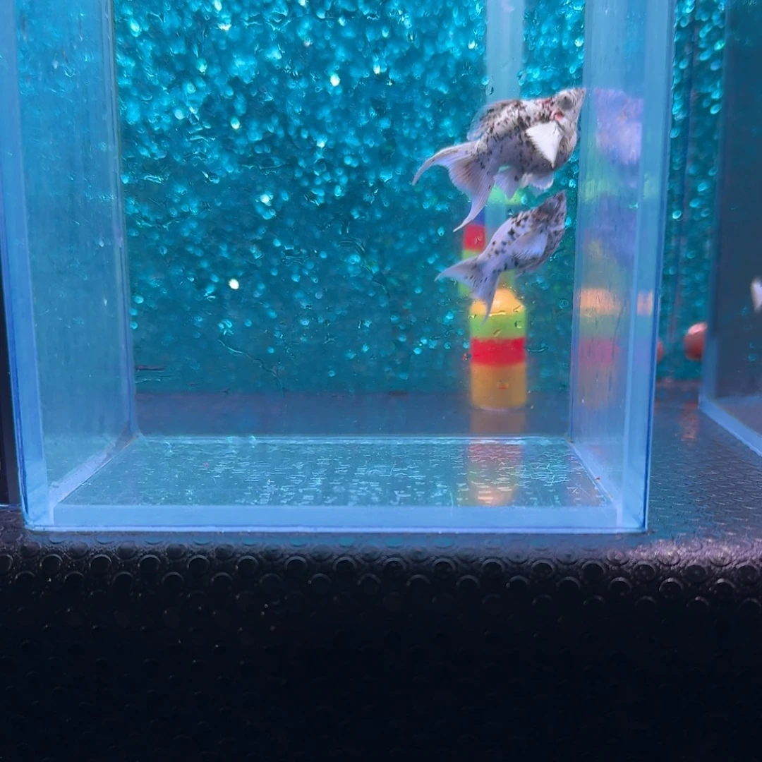 黑玛丽鱼653号玛丽2条