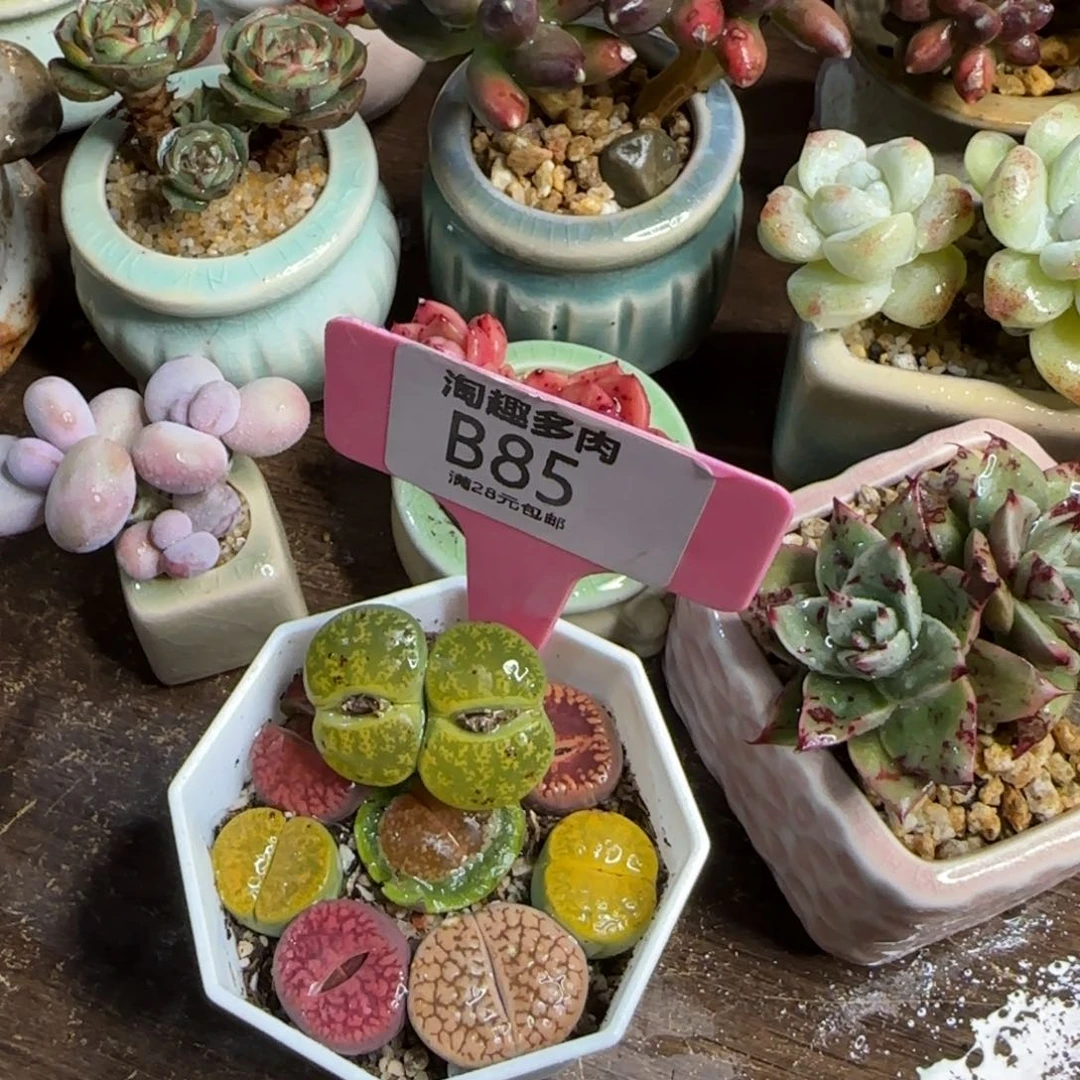 多肉植物生石化彩色拼装