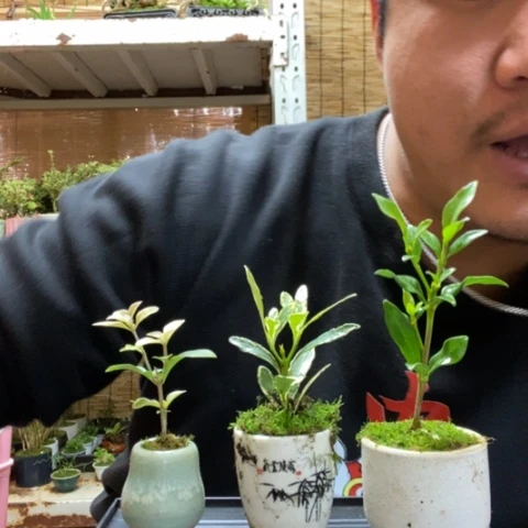 红陶一物一拍所见即所得44