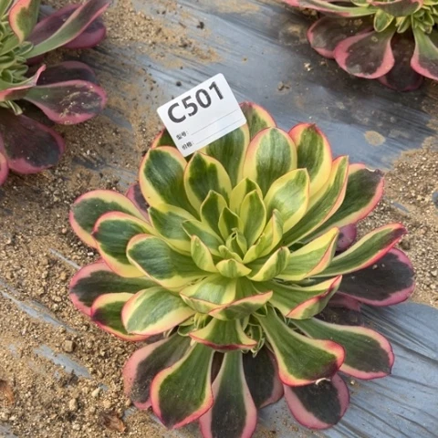 多肉植物如意捧花