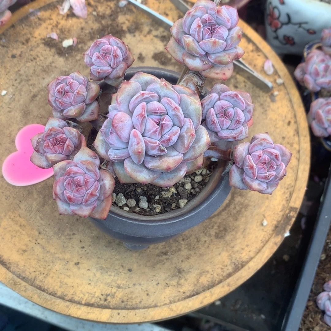 石榴籽无砍花花花