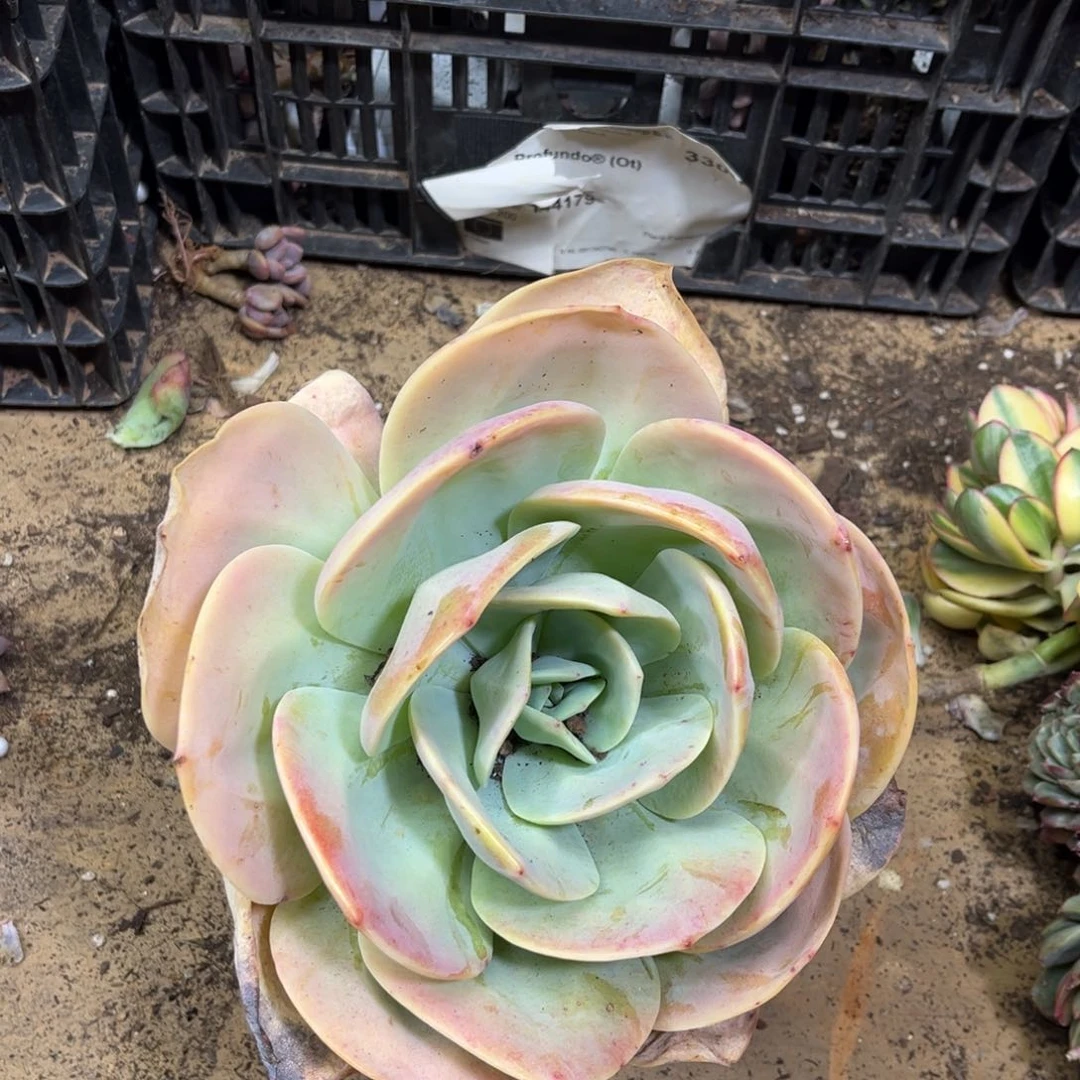 大白凤鹅东东一颗一颗