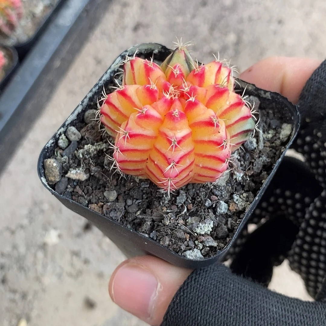 无花朵米哈仙人球