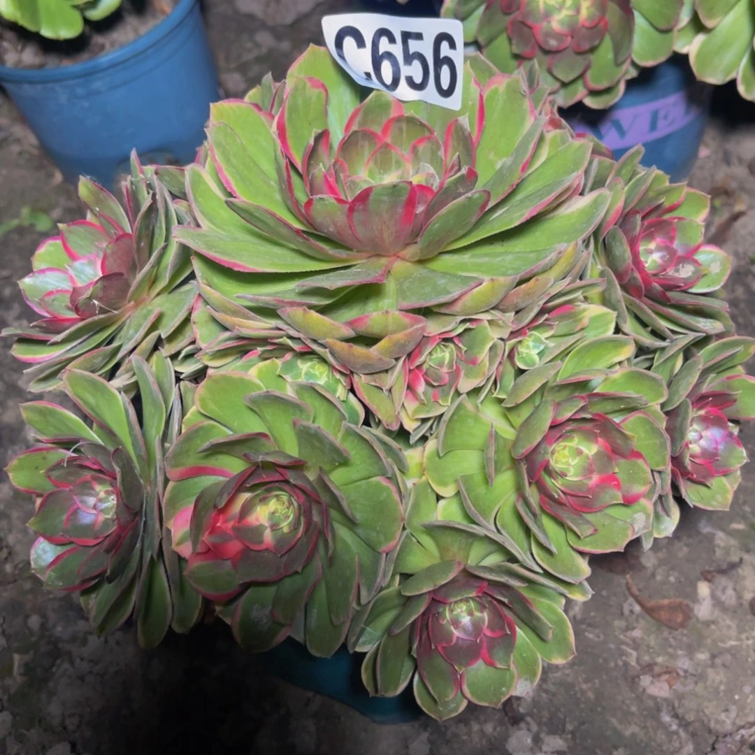 粉花妖26///29包邮