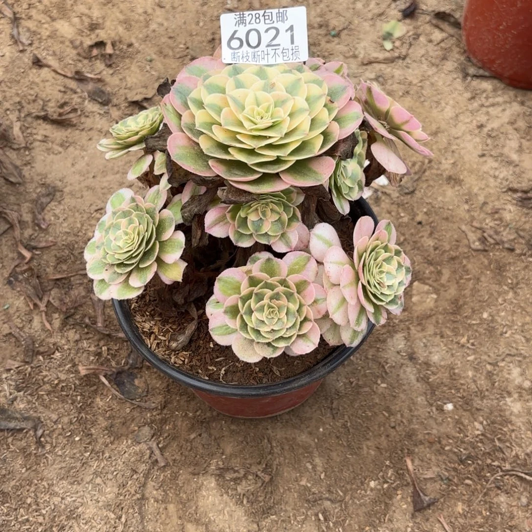 M. 6021荔枝多肉1233