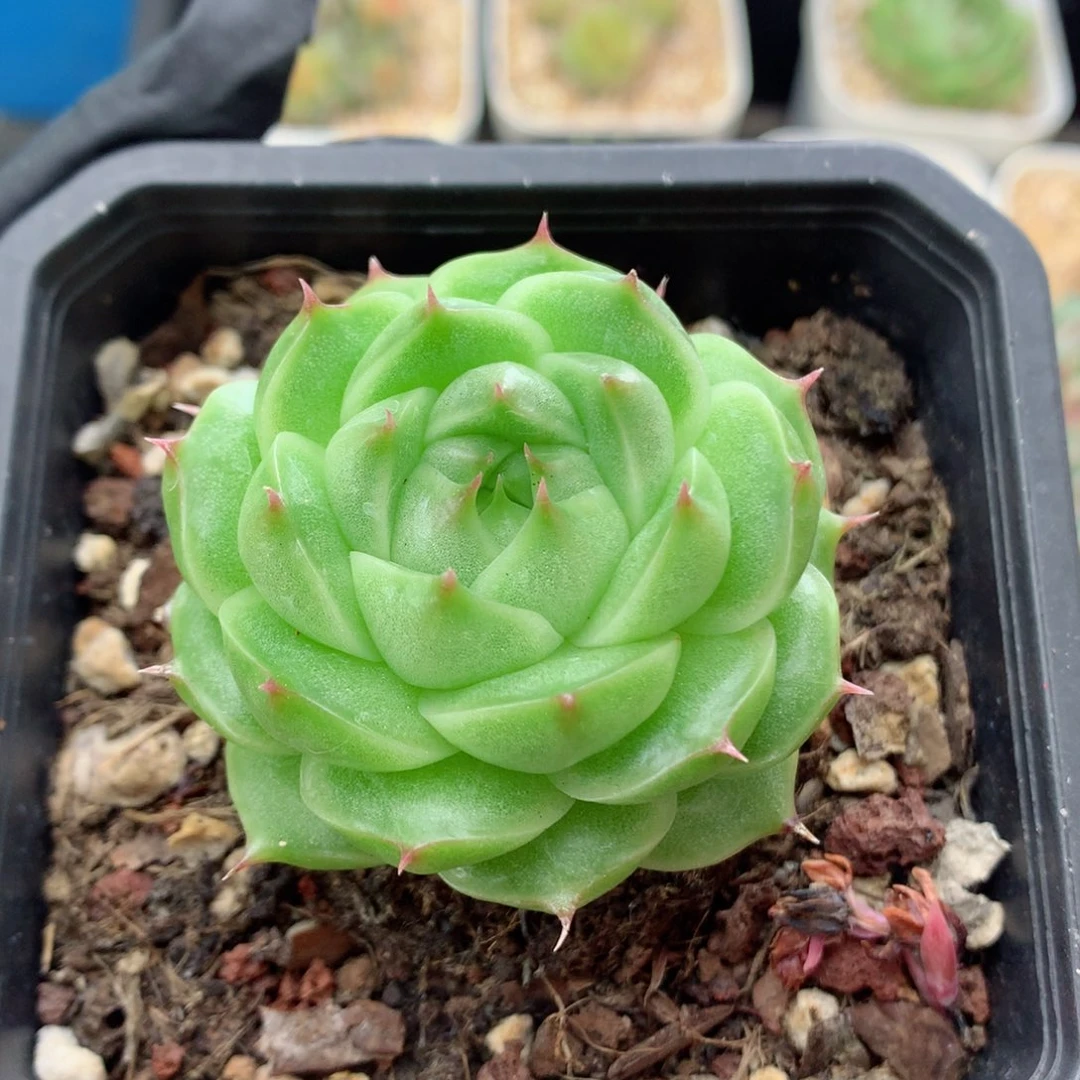 58包邮  群生不包整麦秆68