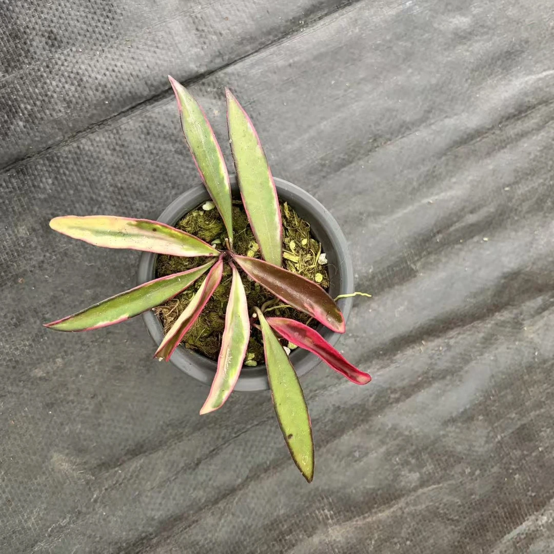 冰糖外锦肯蒂亚(冰糖)外锦球兰Hoya kentiana‘lori Lynn’盆栽