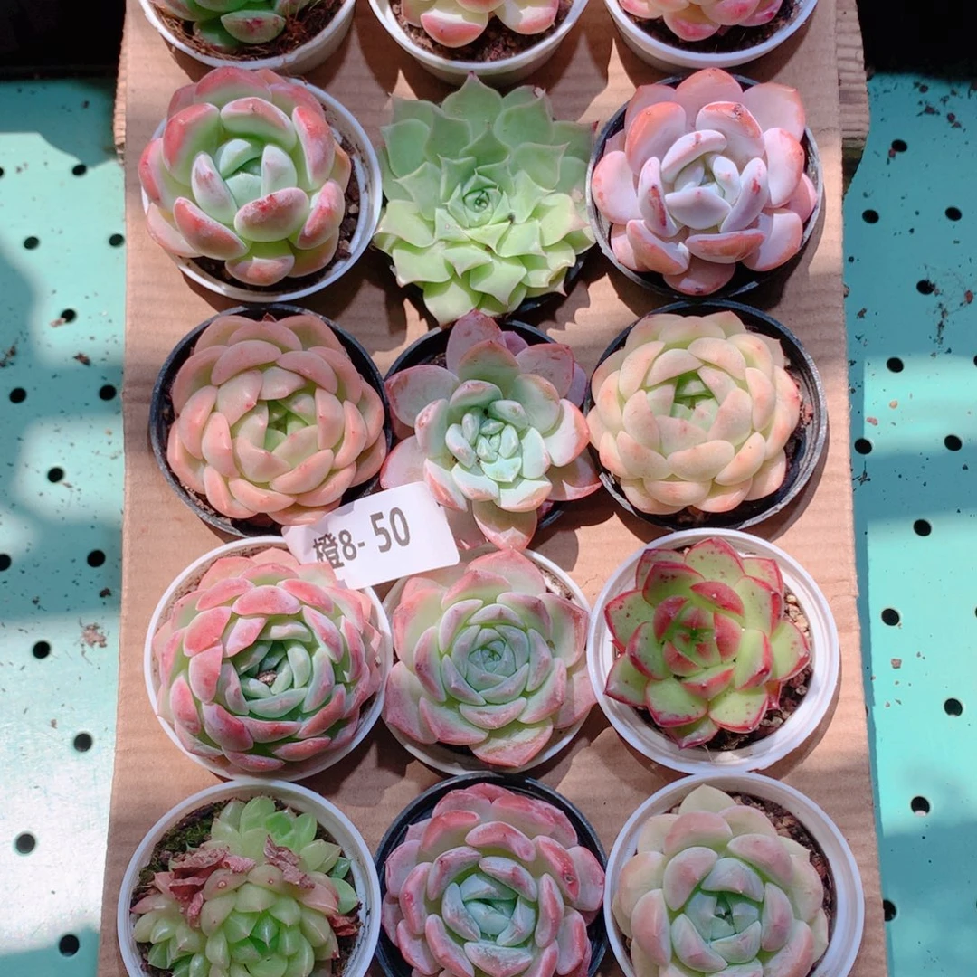 8-50一物一拍带盆18颗