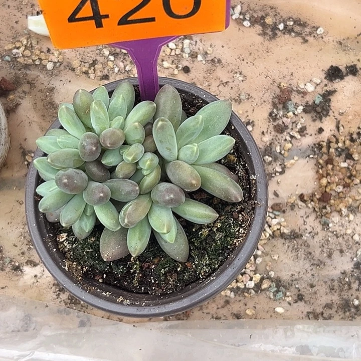 袁***儿多肉植物戴萌德420