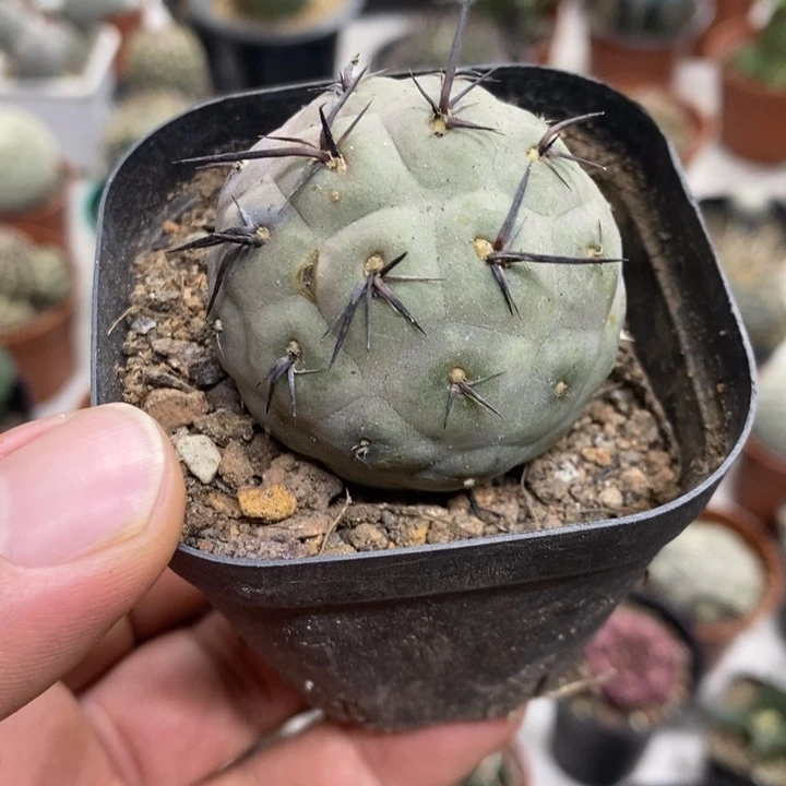 黑刺习志野特价福利