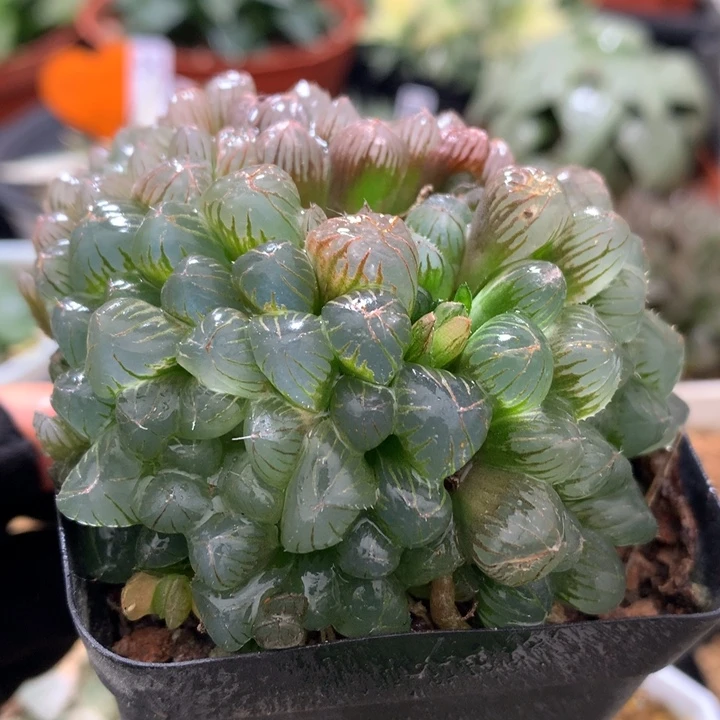 群生姬玉露，带盆发货