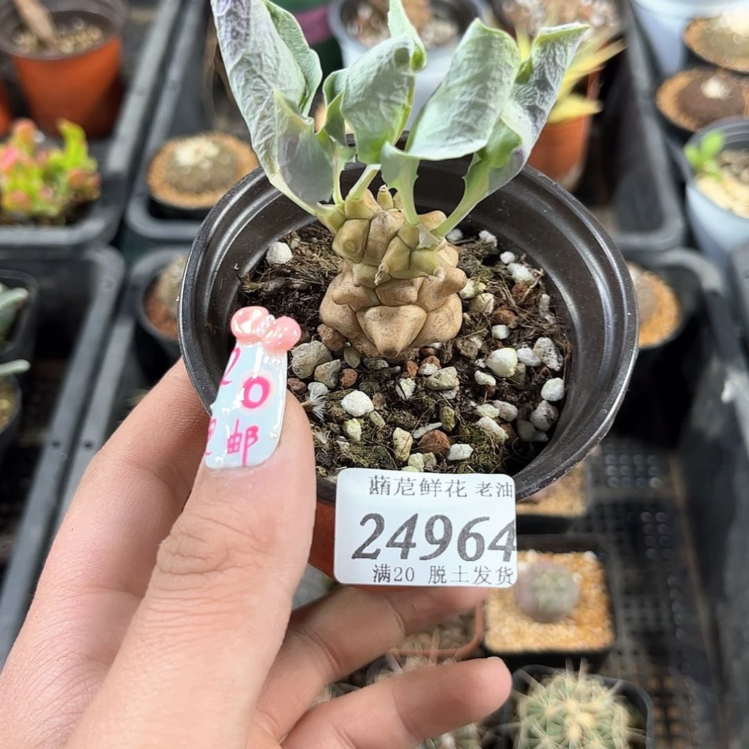 守****?24964一物一拍单头发货