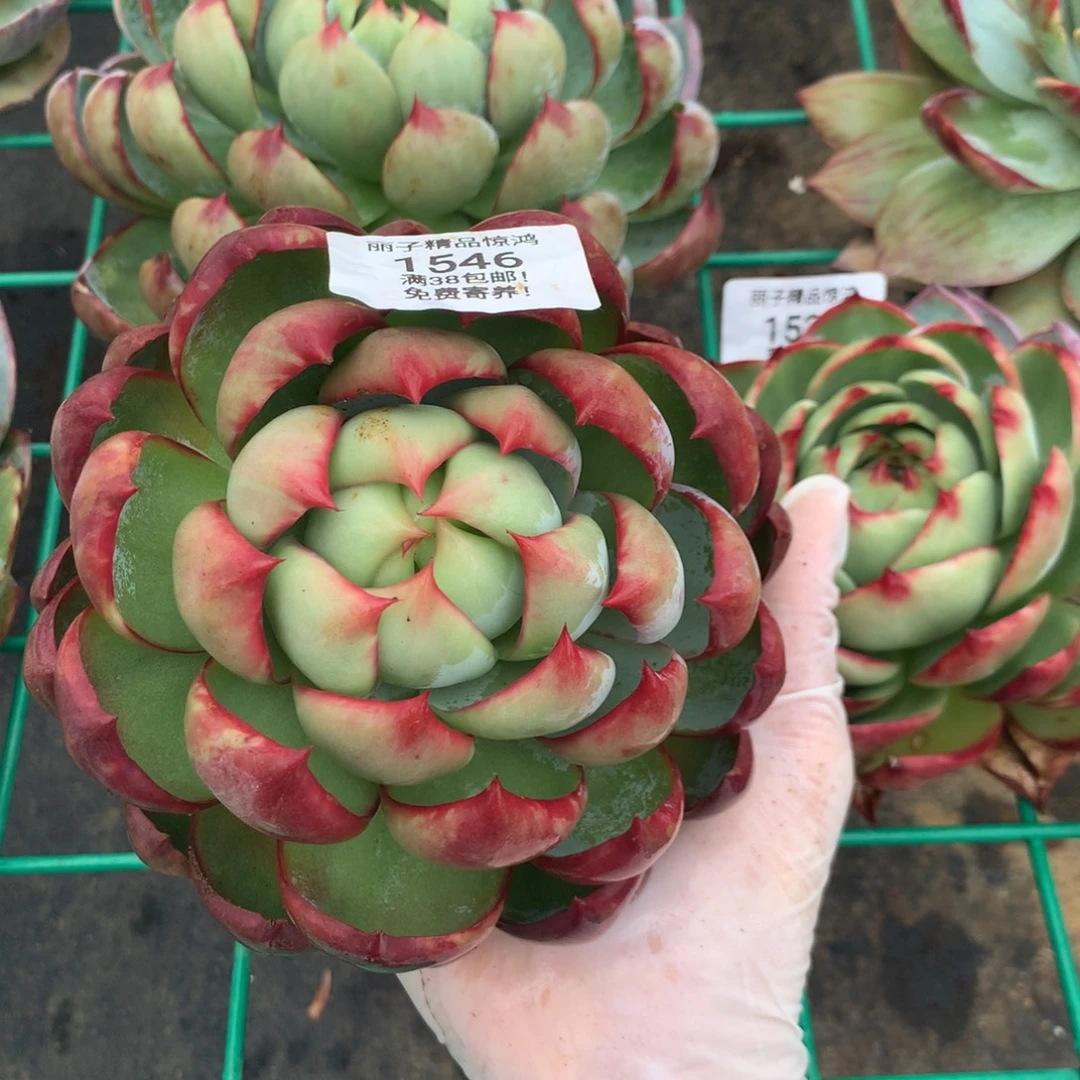1546，多肉植物惊鸿，12