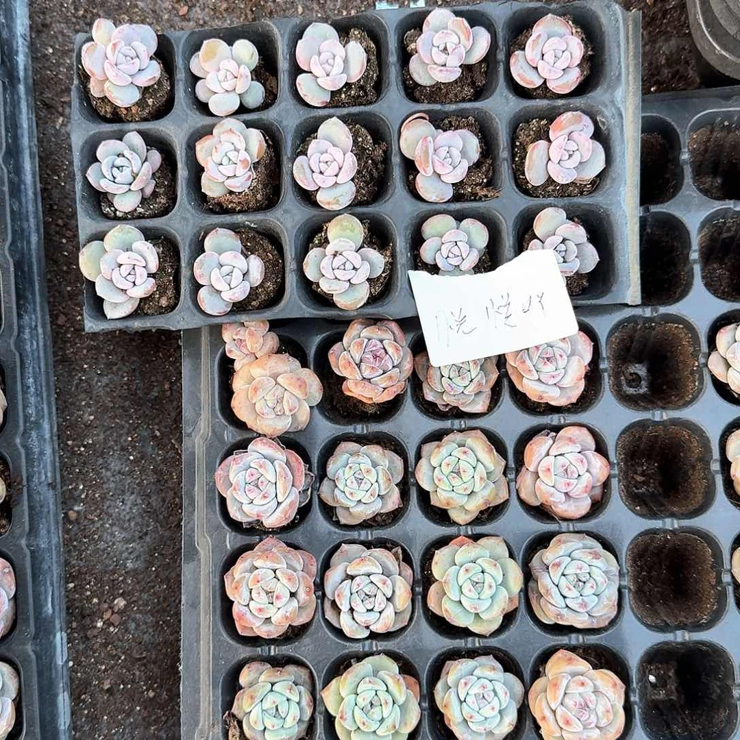 悦悦呀一物一拍专拍