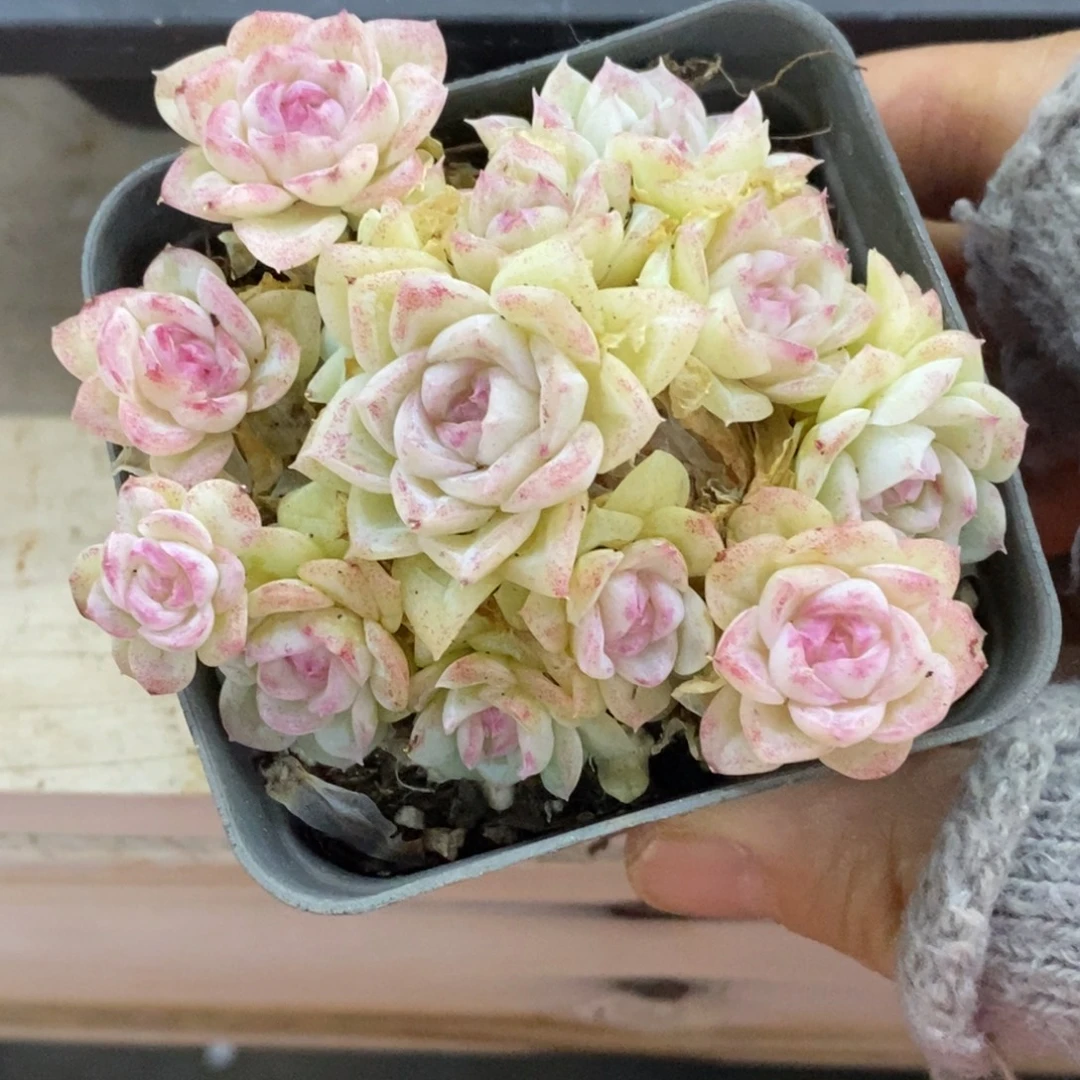 精品多肉一物一拍不包整186