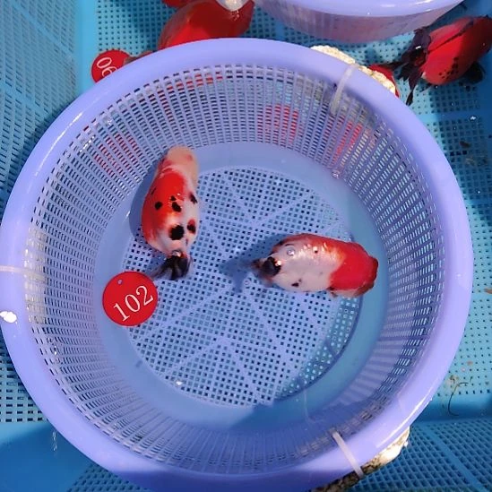 金鱼102兰寿两只特价顺丰包邮