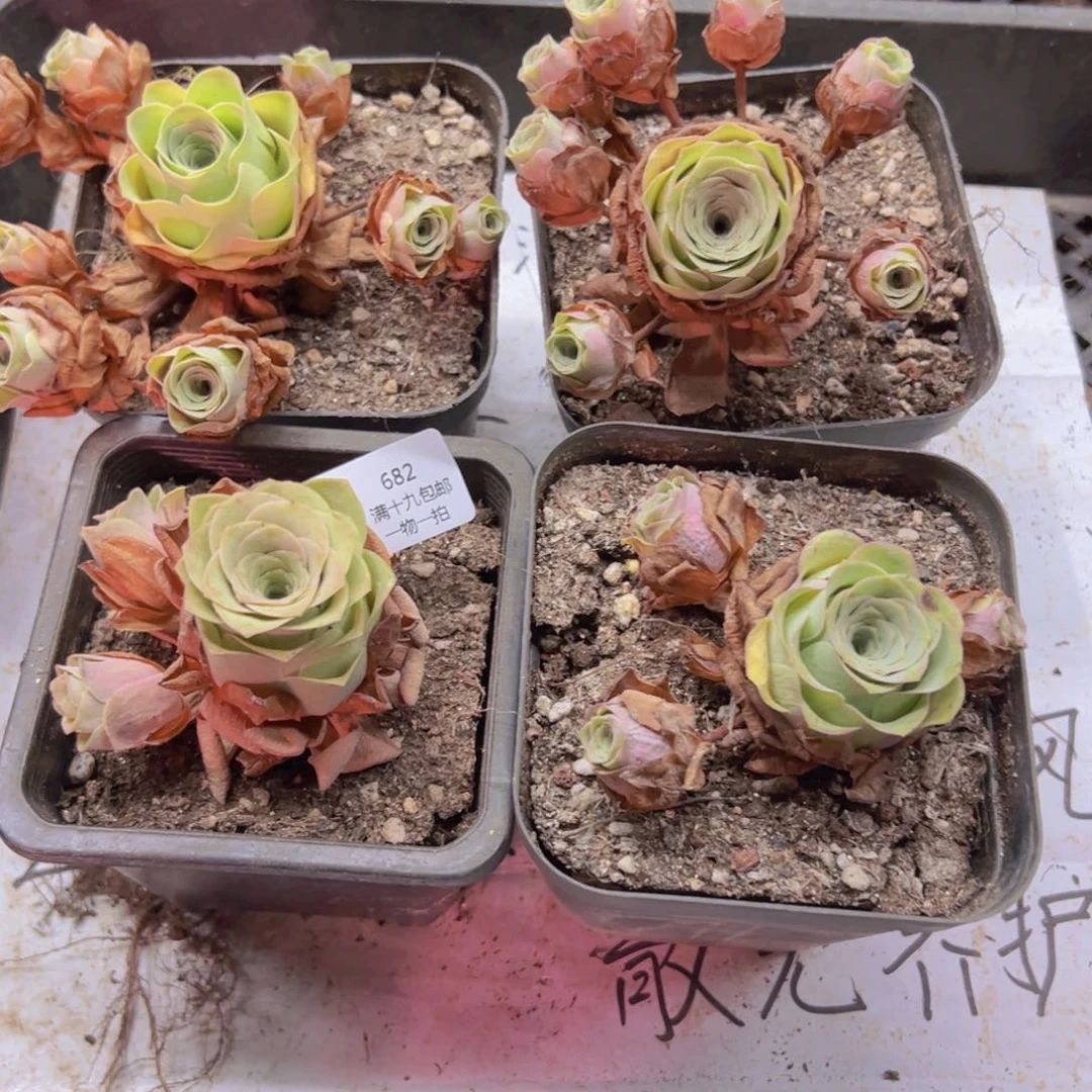 682 侧牙掉了不包损无售后