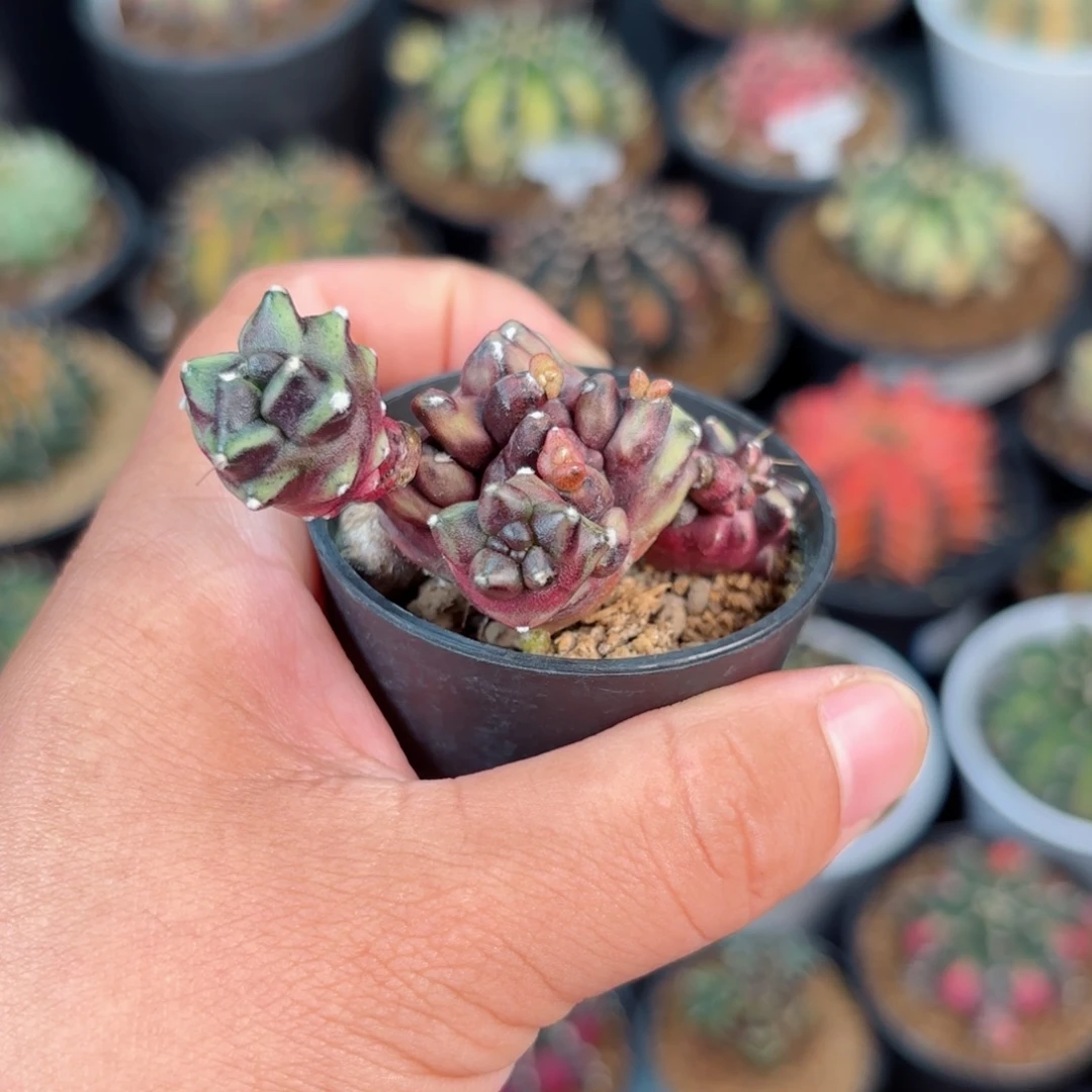 半***年泰系新花友福利脱土发