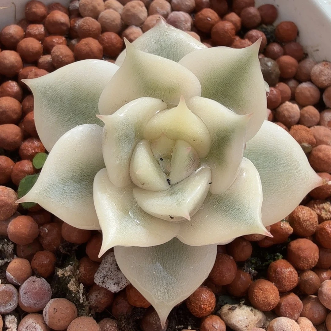 贝加尔湖锦，3厘米，多肉