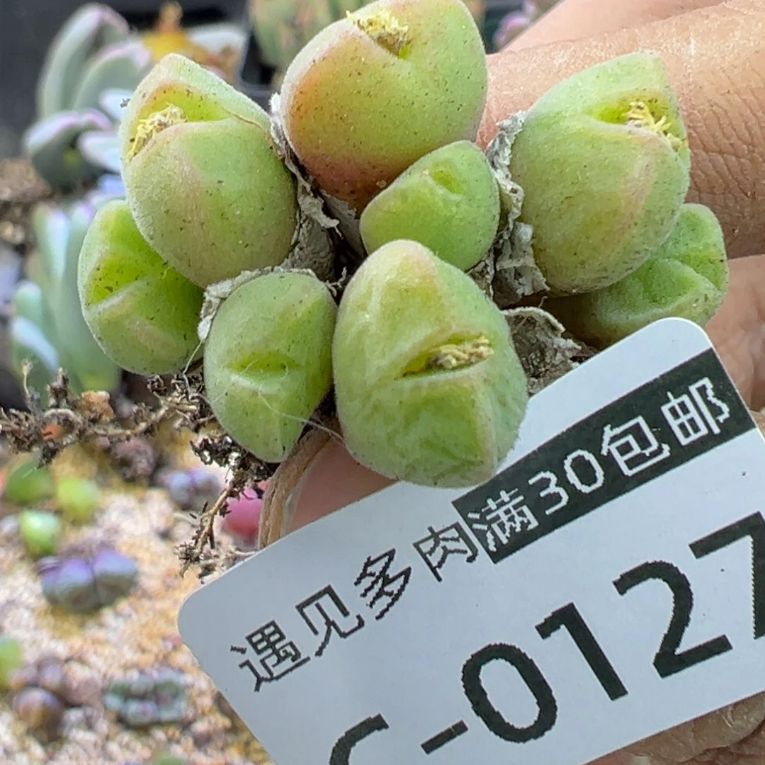 多肉植物1111111111111111