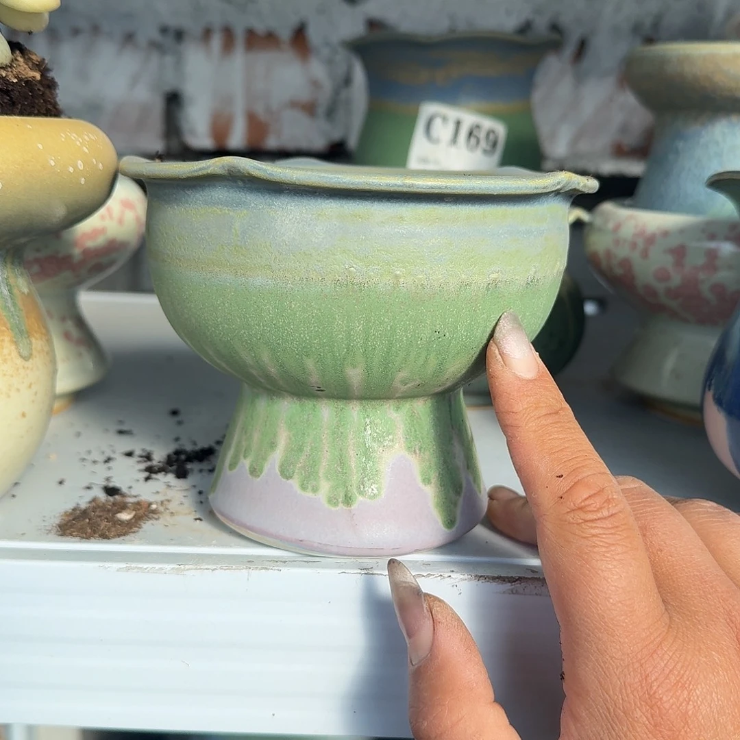 草***甜花边火锅盆多肉植物