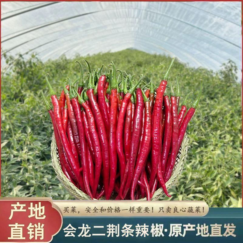 农家自种红辣椒新鲜现摘荆条辣椒红线椒美人椒剁椒酱辣椒酱