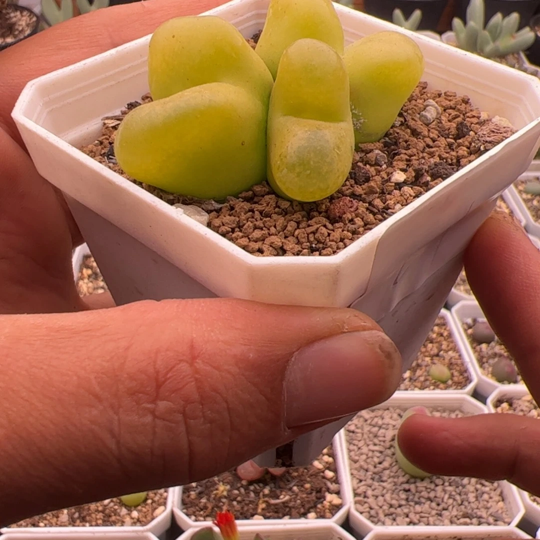 9.18大毛多肉植物组合24