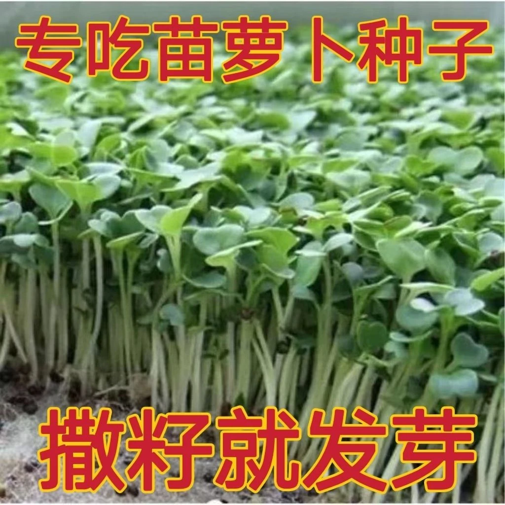 萝卜苗种子专吃萝卜苗四季阳台盆栽萝卜青菜种子