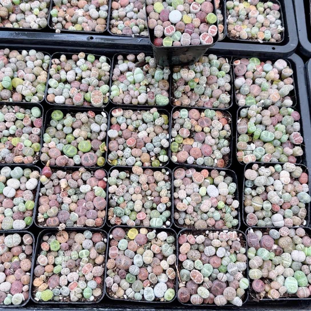 生石花多肉植物一颗