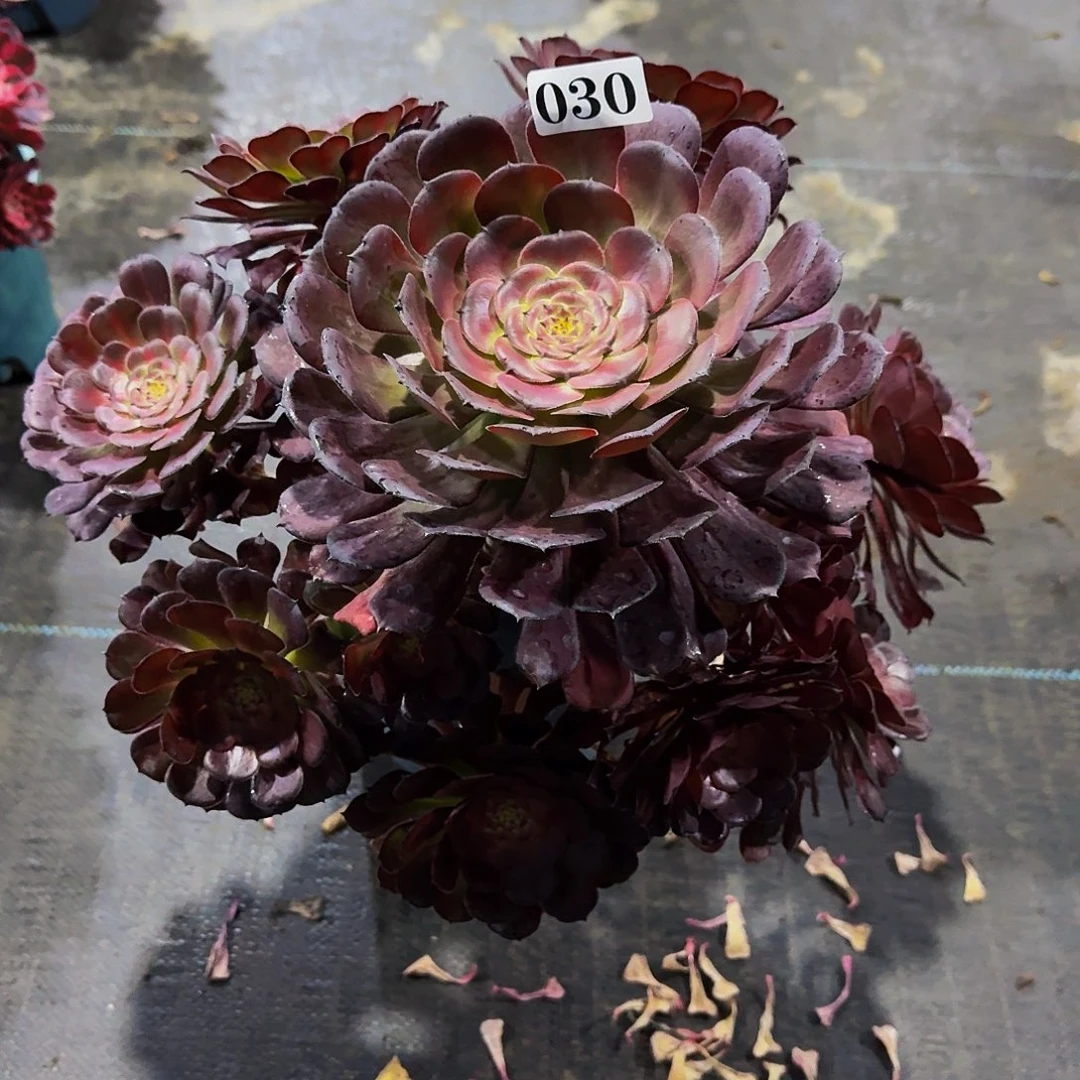 豆**爸030安琪拉多肉植物