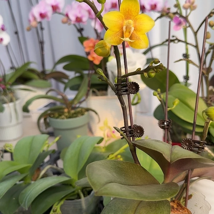 大部分开放少量花苞黄巧克力