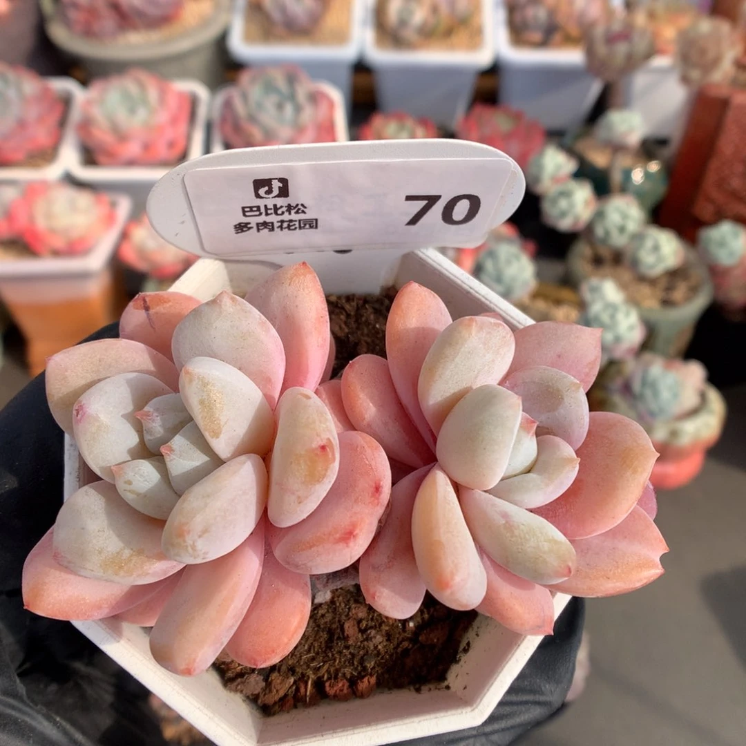 70 星星雪多肉多肉
