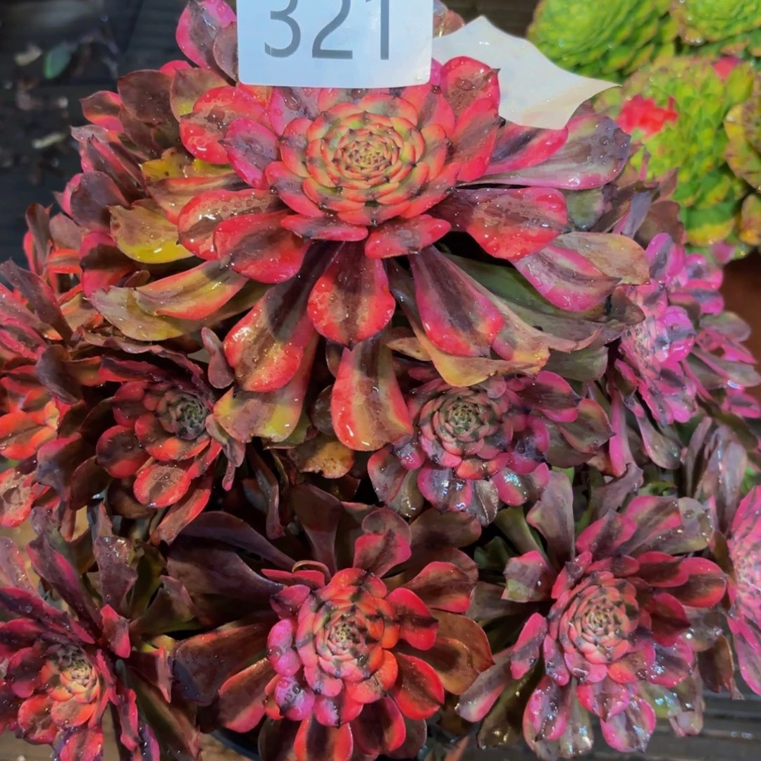 321多肉植物粉美姬