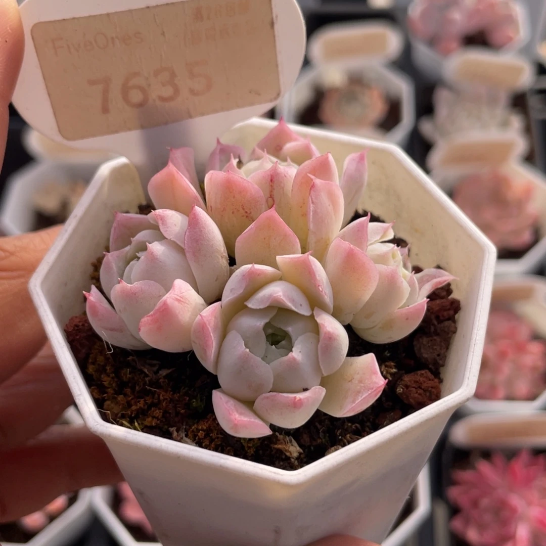 沁心7635-5.0厘米